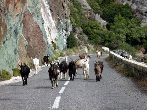 A Rena D'Oru Otel Sagone  Dış mekan fotoğraf